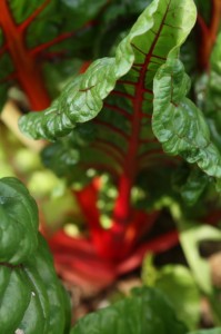 Swiss chard Red Swiss chard leaf
