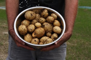 Harvested potatoes Potatoes in a basin