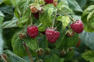 Raspberries Red Raspberries on the cane