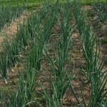Onions plants Onions plants in a garden