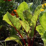 Young Swiss chard Young Swiss chard leaf