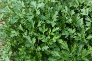 Parsley close up Parsley leaf close up