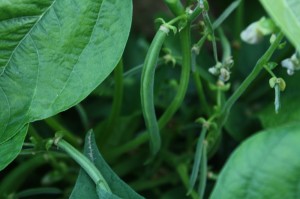 Bush bean on the plant