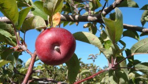 Apples Apple fruit in tree