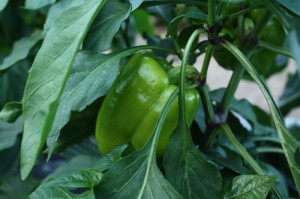 Sweet pepper Green sweet pepper on the plant