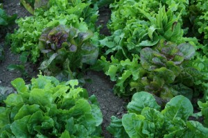 Lettuce Different lettuce varieties growing in the garden
