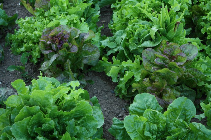 Different lettuce varieties growing in the garden