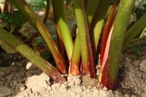 Rhubarb Rhubarb stems in the garden