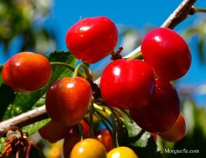 Cherry fruits on the tree