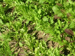 Mesclun Mix Mesclun mix in the garden