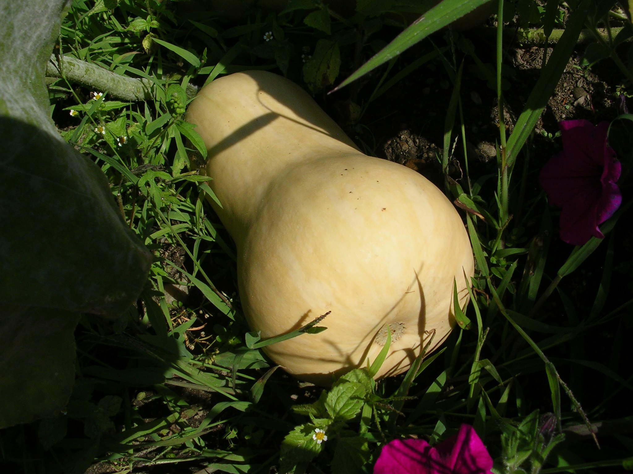 Butternut winter squash fruit