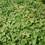 Sweet potato vines growing on the ground