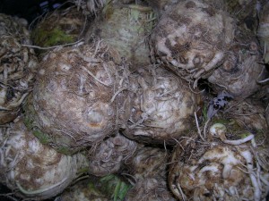 Celeriac roots 
