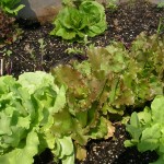 Young lettuce Young lettuce plants in the garden