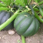 Acorn Winter Squash fruits