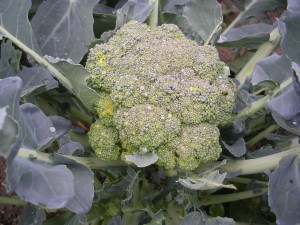 Broccoli Head of boroccoli in the garden
