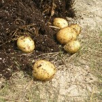 Potatoes Potato tubers in the ground