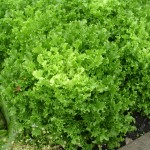 Endive Endive lettuce growing in the garden