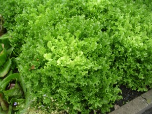 Endive Endive lettuce growing in the garden