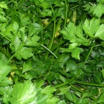 Parsley Parsley leaves