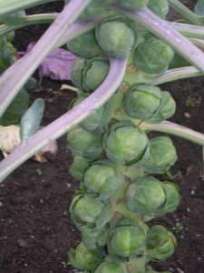 Brussels Sprouts Brussels Sprouts on the plant
