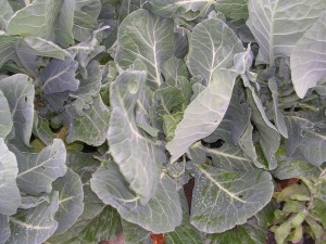 Collards Collard greens in the garden