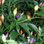 Colorful Hot Peppers Colorful Hot Peppers