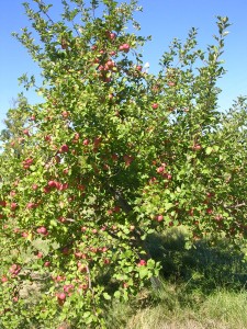 Apple tree Apple tree with apples on it
