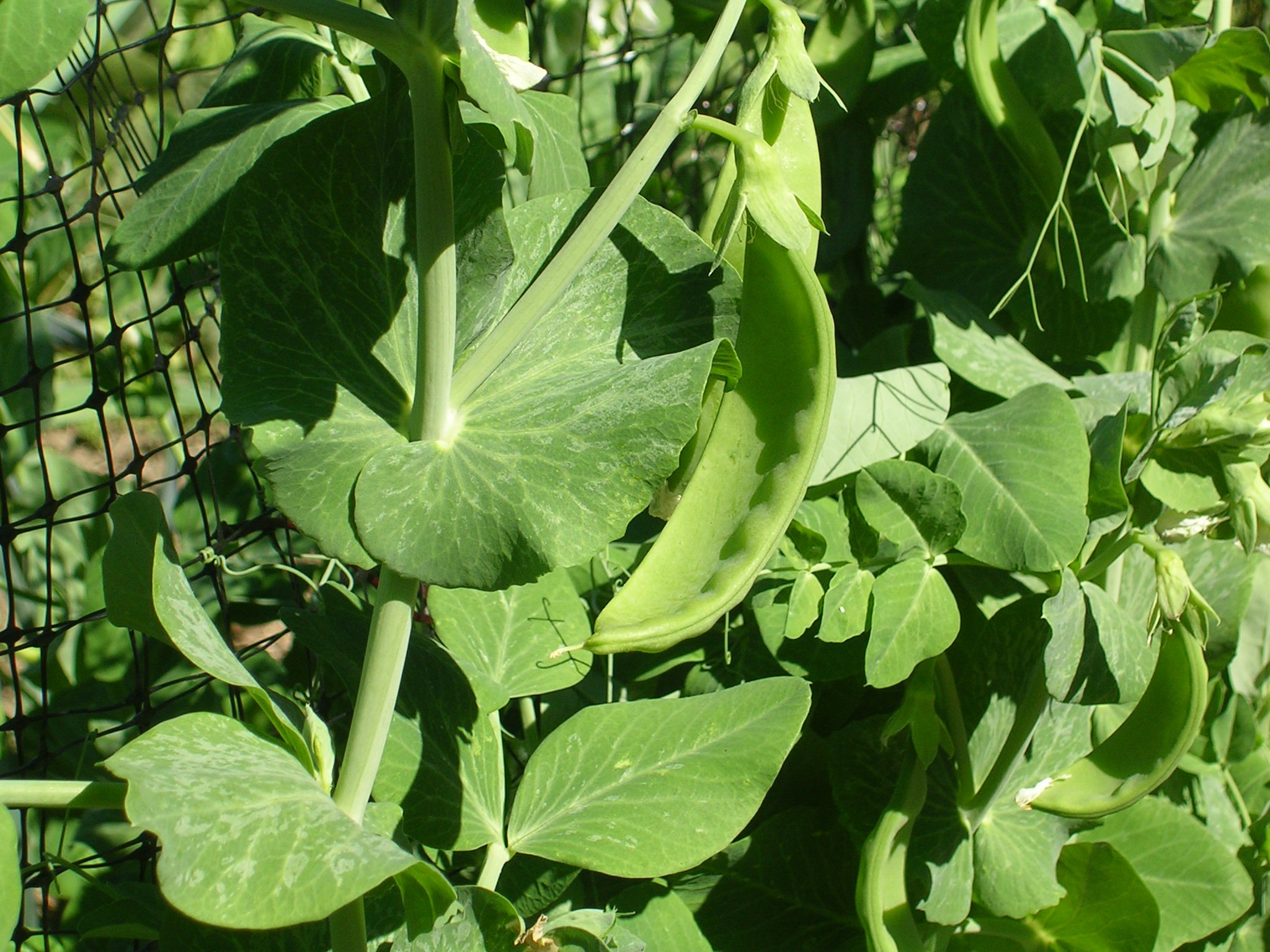 Snow peas on the vine