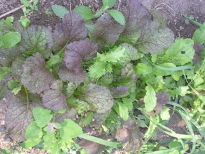 Mix of Asian greens growing in the garden