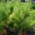 Fennel Fennel in the garden