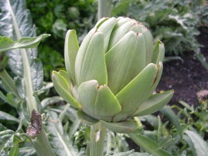 Artichoke Globe artichoke