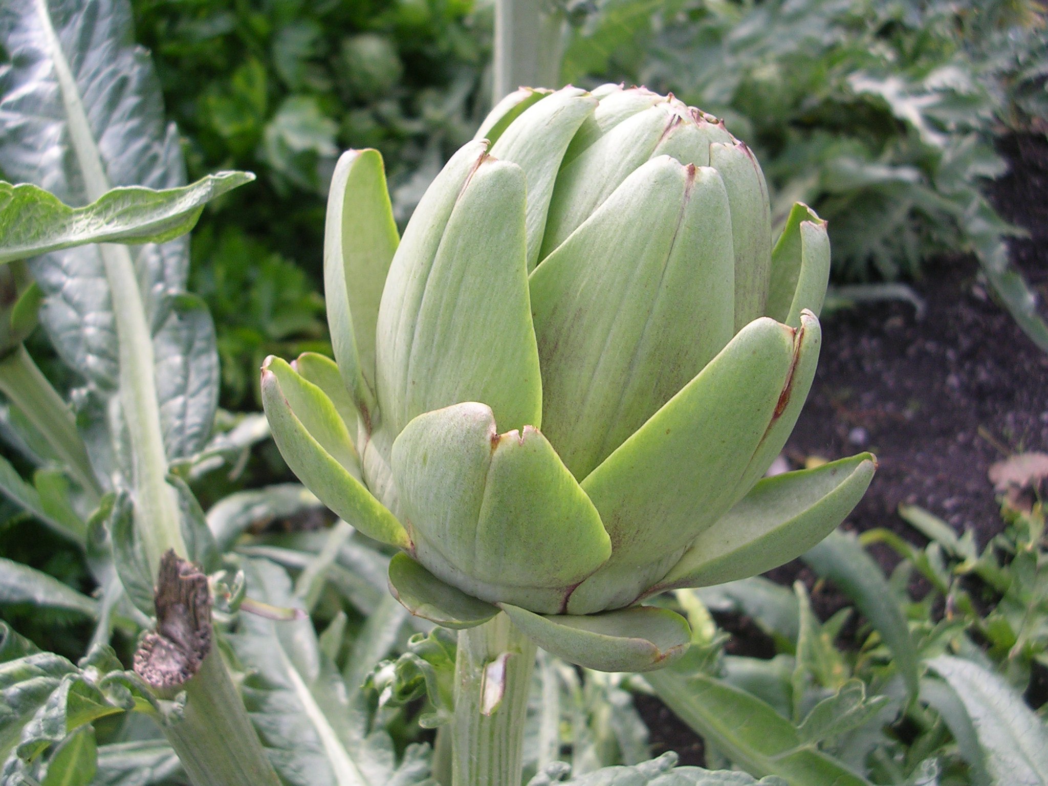 Globe artichoke