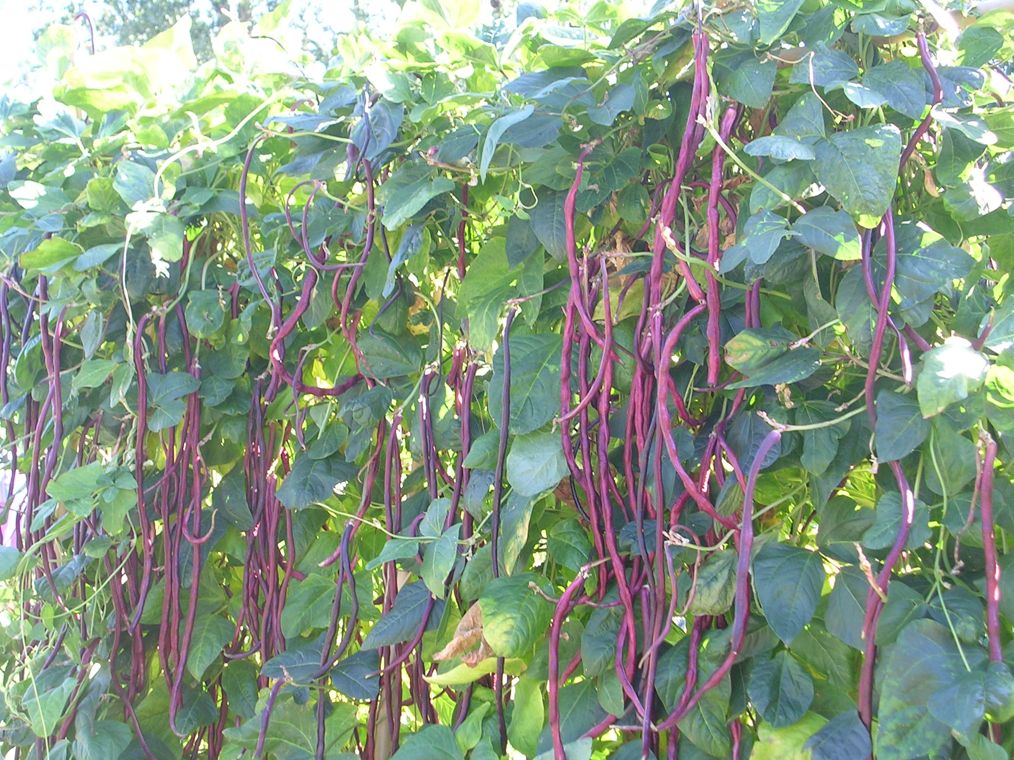 A red asparargus bean hanging on a trellis