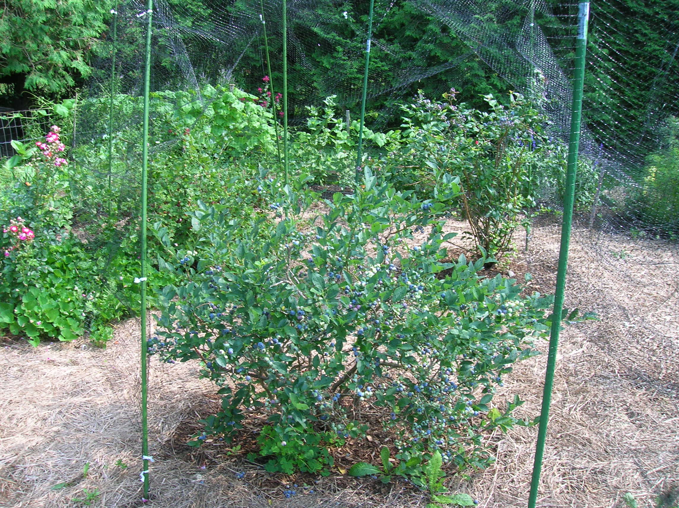 Blueberry bush cover with netting