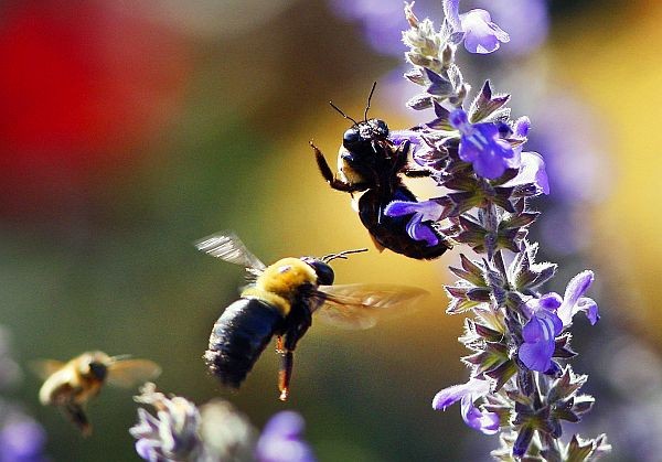 Honey bees on a flower