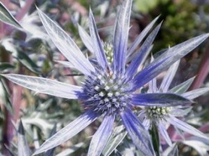 Big Blue Sea Holly flower
