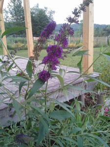 butterfly bush