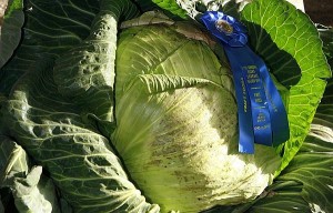 Cabbage Head of cabbage with a blue ribbon on it