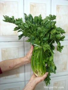 Celery Celery bunch held in a hand