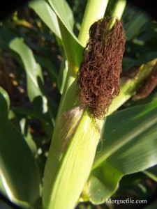 ear of corn on stalk