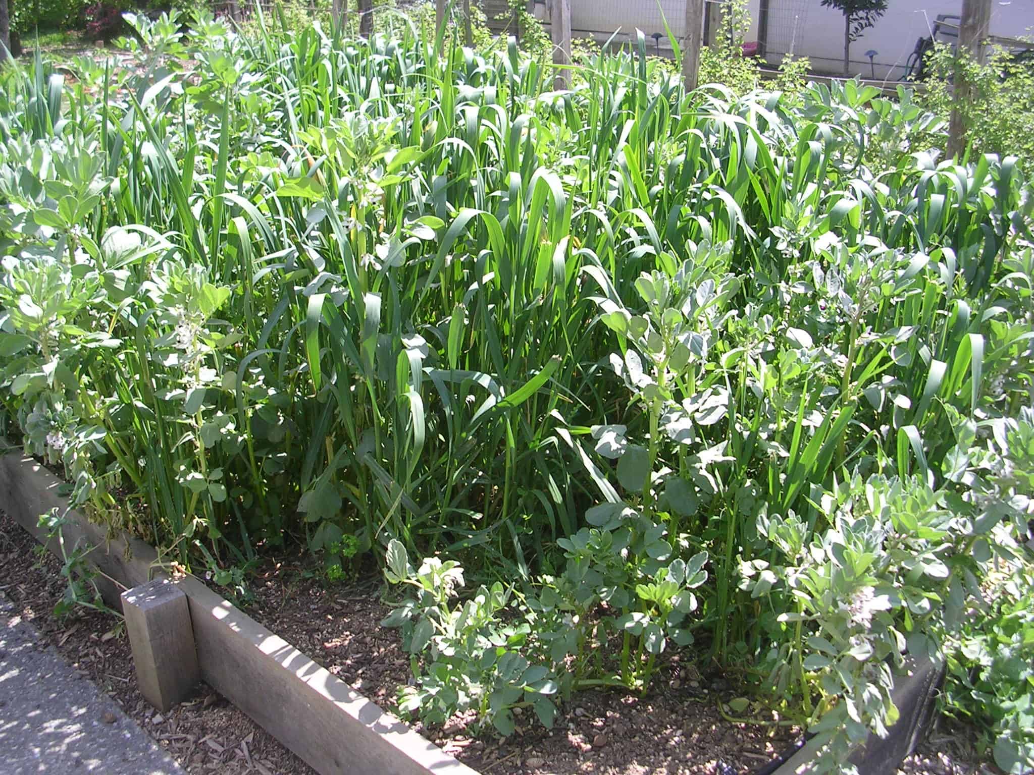 Beans and grasses as a cover crop in a garden bed