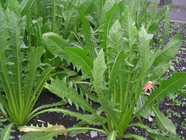 dandelion greens