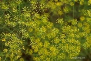 Dill Dill flowers in bloom