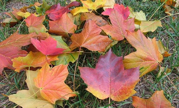 Autumn leaves on a lawn