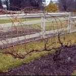Grapevine Unpruned grape vine in winter