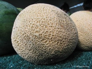 melon grow melons