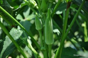 okra Okra pods on bush