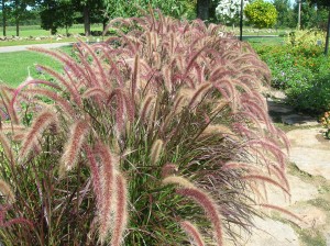 orngrass