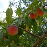 Peach Peach fruits on tree